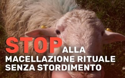 Stop alla macellazione rituale senza stordimento