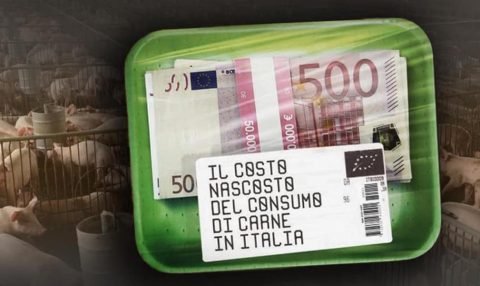 Bisogna ridurre l'impatto degli allevamenti intensivi