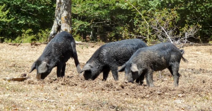 La lotta contro la peste suina africana